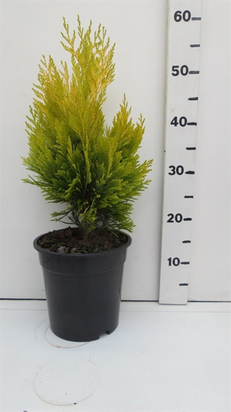 Thuja pl. '4ever' - C3 30-40 CM